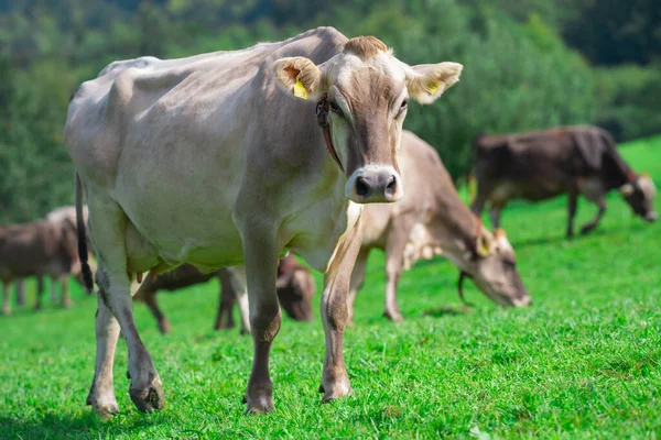 Kühe Weiden Den Alpen Kühe Auf Einer Alm Der Schweiz — Stockfoto