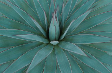 Agave yeşili. Kaktüs sırtı, kaktüs tasarımı ya da kaktaceae deseni