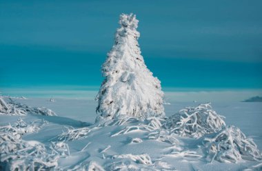 Çam kaplı kar, yılbaşı ağacı. Karlı kış Noel manzarası. Yeni Yıl duvar kağıdı