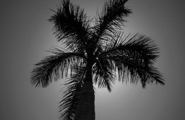 Avuç içi duvar kağıdı. Tropik palmiye yaprağı arka planı, hindistan cevizi palmiyeleri. Yaz tropik adası, tatil düzeni