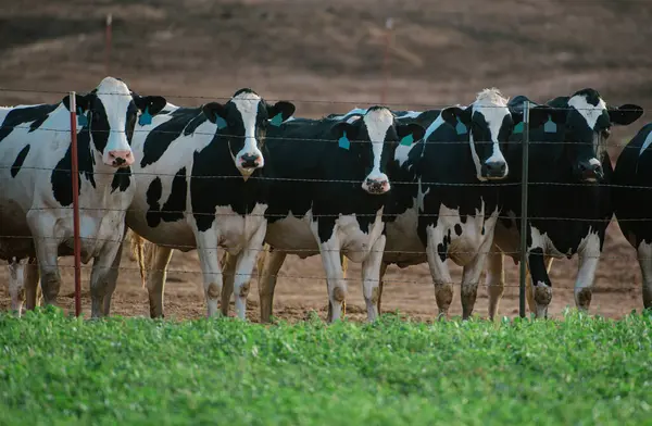 Rinderfarm Milchkühe Kuhstall Einem Bauernhof — Stockfoto