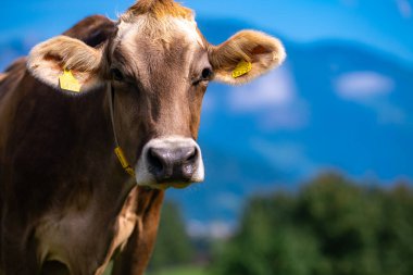 Yaz otlağında inek. Alplerde otlayan inek sürüsü. Holstein inekleri, Jersey, Angus, Hereford, Charolais, Limousin inekleri. İnek kameraya bakıyor. Yakın plan inekler...