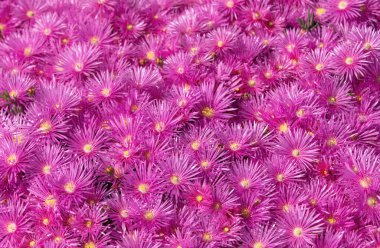 Pembe yapraklı bahar çiçekleriyle kaplı çayır. Bahçede pembe asterler, pembe papatya deseni. Violet papatya çayı geçmişi. Pembe ve mor yosun çiçekleri. Üst görünüm