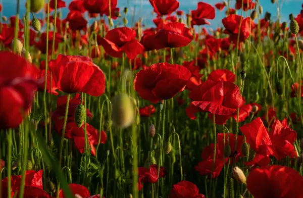 Flowers Poppies Blossom Wild Field Poppies Remembrance Day Anzac Day — Stock Photo, Image