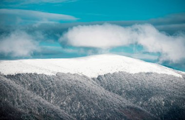 Kar ve ağaçların yağdığı kış Noel ormanı. Soğuk ve karlı kış dağları