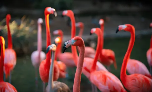 Pink Flamingo Nature Phoenicopterus Ruber Close Contact Female Beauty Flamingos — стокове фото
