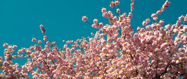 Spring banner, blossom background. Sakura Festival. Cherry pink blossoms close up. Blooming Sakura tree. Yoshino cherry