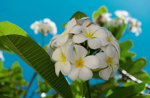 Närbild Frangipani Blommor Med Blå Himmel Bakgrund Vackra Frangipani Blommor — Stockfoto
