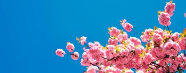 Bahar bayrağı, çiçek arkaplanı. Doğanın güzel çiçekli ve soyut arka planı. Kiraz çiçeği. Sacura kiraz ağacı. Kopya alanı olan Paskalya ve bahar tebrik kartları için