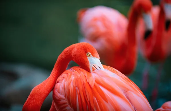 Pink Flamingo Nature Phoenicopterus Ruber Close Contact Female Beauty Flamingos — Fotografia de Stock