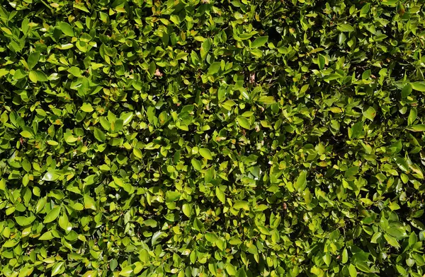 Background of green leaves. Natural texture and background, nature, green background. Green texture and background, nature