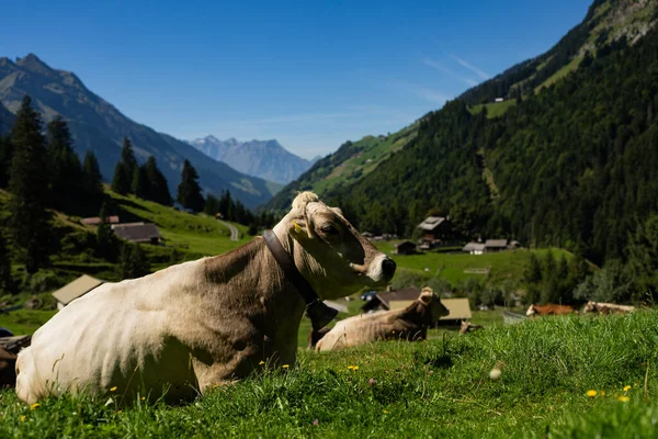 Vaca Césped Vaca Pastando Prado Verde Vaca Holstein Agricultura Ecológica —  Fotos de Stock