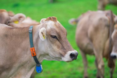 Bahçedeki inek. İnek yeşil çayırda otluyor. Holstein ineği. Çevre tarımı. Dağ tarlasında inekler. Yaz otlağında inekler. Yeşil çayırlarda otlayan inek sürüsüyle ideal bir manzara.