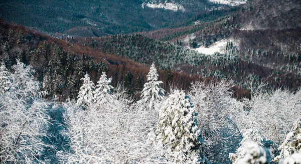 冬休みと旅行 あなたの装飾のための無料のスペースと雪と霜の冬の背景 — ストック写真