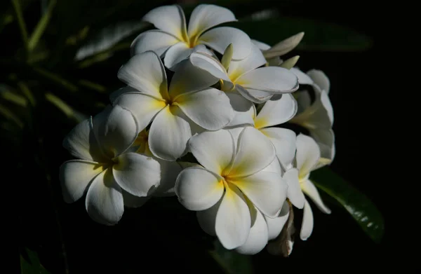 白い羽状花を咲かせます フランジパニの花 エキゾチックなプルメリア スパ緑の葉の熱帯の背景に花 美しい香りの花 アロマセラピー — ストック写真