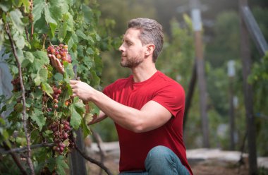 Üzüm hasadında bahçıvan. Üzüm hasadı, gülümseyen çiftçi üzüm bağında üzüm kesiyor.