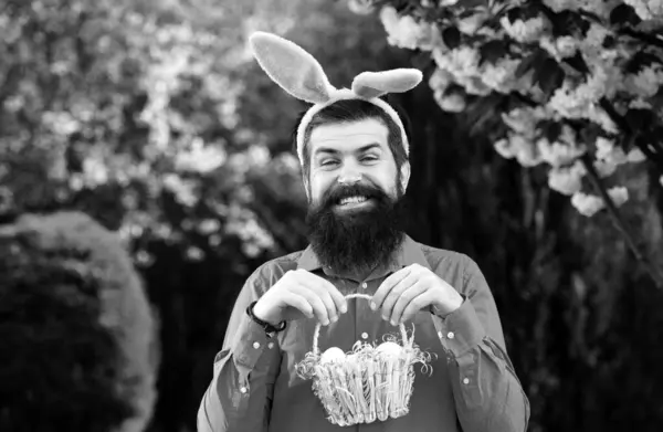 Portrait of Easter man hunting eggs. Man in bunny ears holds basket with Easter egg. Eggs hunt. Spring holidays