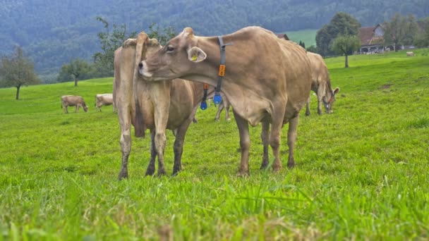奶牛在农田里吃草 在草地上吃草的奶牛 牛群聚集在草场上 在绿地里的成熟母牛 奶牛在天然草中吃草 农场动物 奶牛和小牛放牧 — 图库视频影像