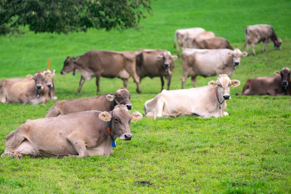 Kühe Auf Einer Weide Den Alpen Kühe Auf Der Weide — Stockfoto