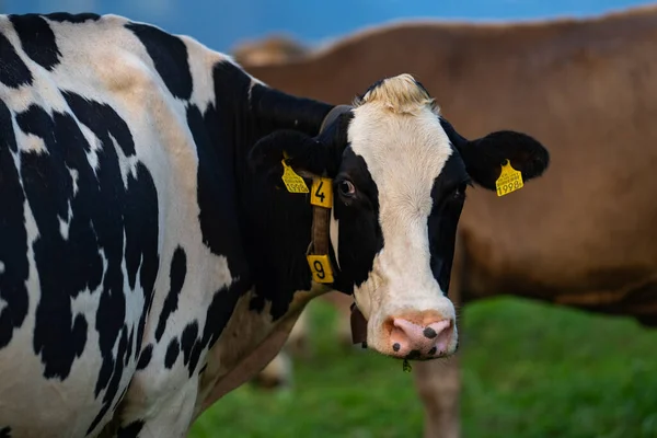 Kuh Auf Einer Grünen Wiese Wasser Schweden Rinder Weiden Auf — Stockfoto