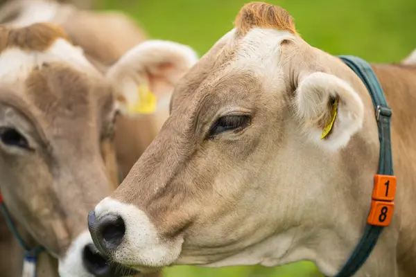 Kuh Auf Rasen Kühe Weiden Auf Der Grünen Wiese Holsteinische — Stockfoto