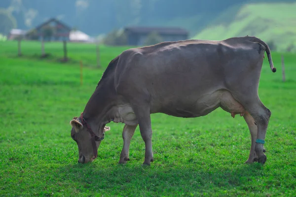 Kühe Weiden Einem Sommertag Auf Einer Weide Der Schweiz Kühe — Stockfoto