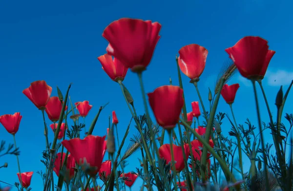 Poppy Remembrance Day Memorial Day Anzac Day New Zealand Poppy — Stock Photo, Image