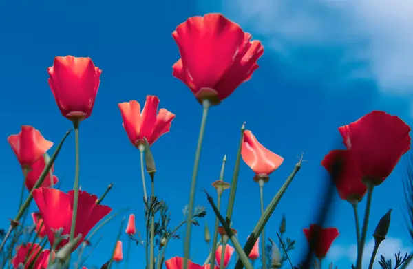Poppy Remembrance Day Memorial Day Anzac Day New Zealand Australia — Stock Photo, Image