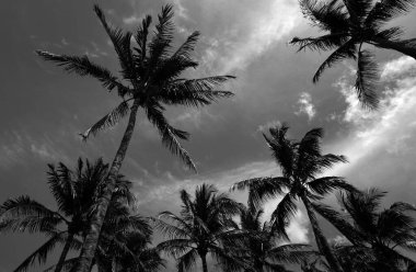 Tropik ağaçların arka planı. Güneş ışığı gökyüzünde tropik bir zemin