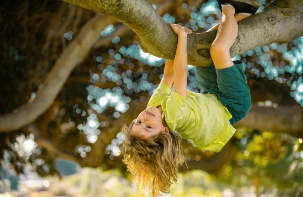Kid boy playing and climbing a tree and hanging branch. Young boy playing and climbing a tree and hanging upside down