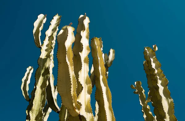 Cactus Desert Sky Backdround Cacti Cactaceae Pattern — Stock Photo, Image