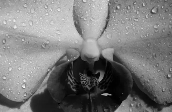Sexy Flower Vulva Clitoris Vagina Orgasm Spring Season Erotic Orchid — Fotografia de Stock