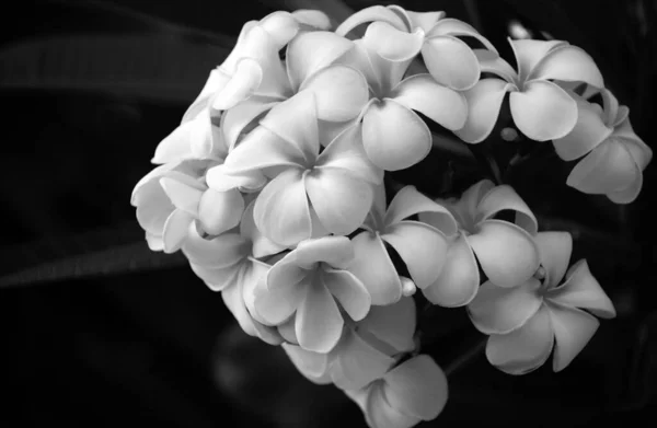 Plumeria Blumen Blühen Auf Baum Tropische Blume Weiß Plumeria Rubra — Stockfoto