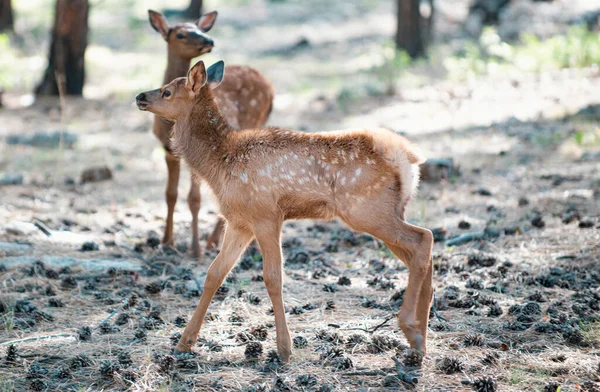 Herten Fawn Bambi Capreolus Witstaartjonge Reeën Mooie Wilde Dieren Bok — Stockfoto