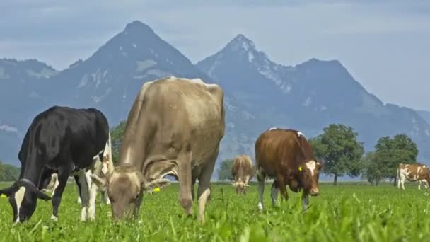 Grazing Cows Vaca Pasto Verde Rebanho Vacas Campo Verde Verão — Vídeo de Stock