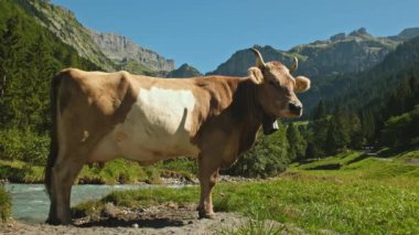 Jersey İneği dağlık çayırlarda otluyor. Gün batımında inekler. Yeşil çayır üzerinde bir inek. İnekler yeşil alana bakıyor. Meadow 'da inekleri olan bir çiftlik. Çiftlikteki çim tarlasında inek. Otlakta otlayan inekler