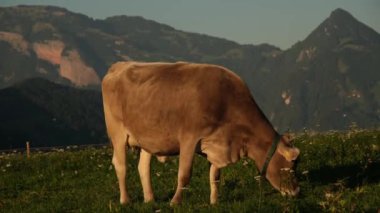 Dağ tarlasında inekler. Alplerde inek. Dağ manzarasının önündeki kahverengi inek. Dağ otlağındaki sığırlar. Köy konumu, İsviçre. Alp çayır ineği. Çayırda otlayan inek