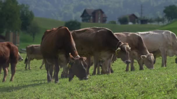 山里的母牛 在阿尔卑斯山边的奶牛 黄牛站在山景前 山中牧场上的牛 乡村位置 在高山草甸的奶牛 奶牛在草地上吃草 — 图库视频影像