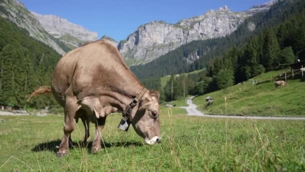 Vaca Bovina Pastando Tierras Cultivo Grazing Cows Meadow Grass Rebaño — Vídeo de stock