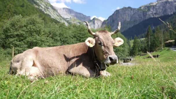 Ležící Krávy Krávy Rohy Zemi Pastvině Krávy Pasoucí Líné Krávy — Stock video