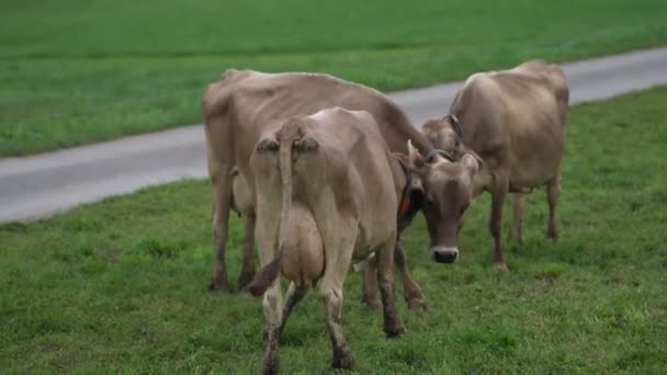 Vaca Prado Alpino Beefmaster Ganado Campo Verde Vaca Prado Pastos — Vídeos de Stock