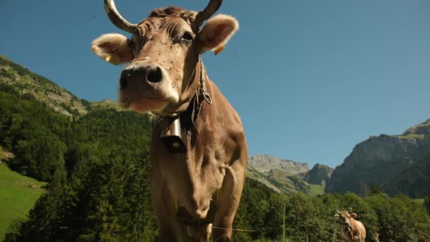 Корова Летнем Пастбище Стадо Коров Пасущихся Альпах Гольштейнские Коровы Джерси — стоковое видео