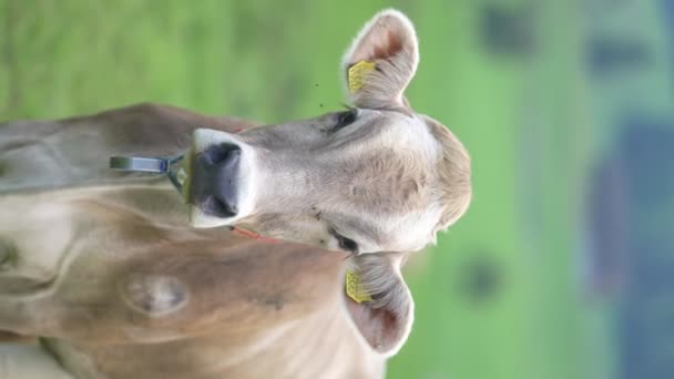 Vaca Pasto Verano Manada Vacas Pastando Los Alpes Vacas Holstein — Vídeo de stock