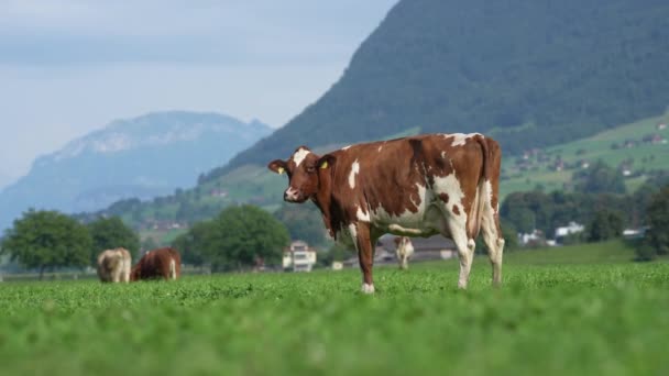 Krávy Jersey Pasou Alpských Loukách Krávy Při Západu Slunce Kráva — Stock video