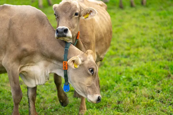 Des Vaches Brouteuses Une Vache Brouteuse Dans Pâturage Vert Troupeau — Photo