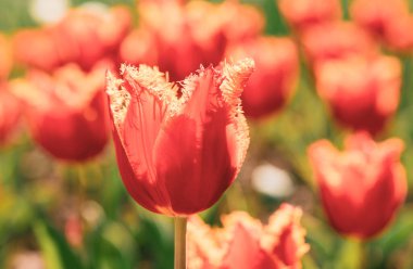 Kırmızı lale tarlası. Bahar çiçekli laleler