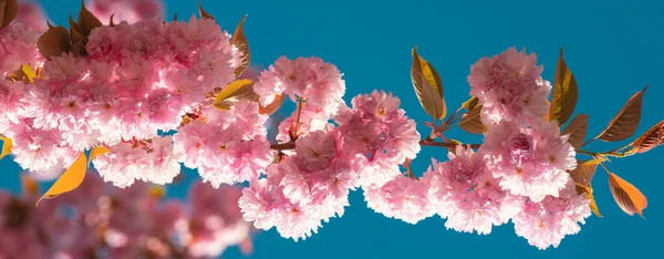 Spring banner, blossom background. Sakura Festival. Cherry Blossom. Sakura spring flowers pattern