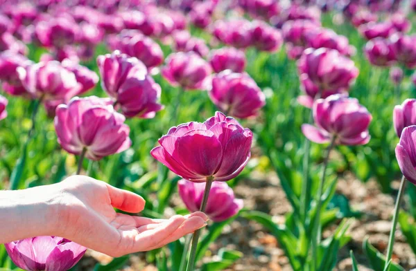 Tulip in woman hands. Group of colorful tulip. Purple flower tulip lit by sunlight