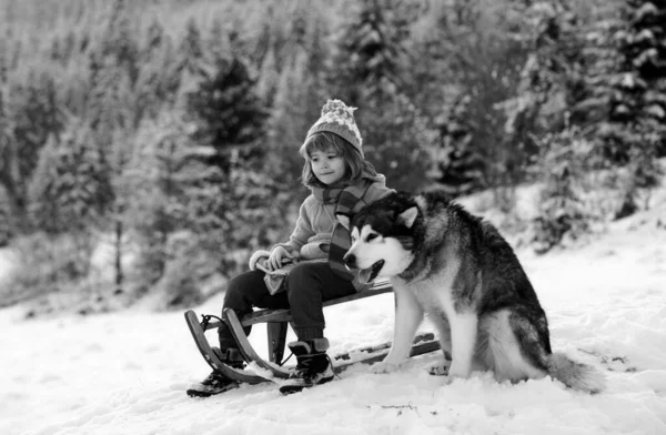 Boy Kid Sliding Sledge Winter Snow Dog Husky Christmas Kids — Stock Photo, Image