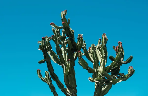 Kaktusz Háttér Kaktuszok Vagy Kaktuszminták — Stock Fotó